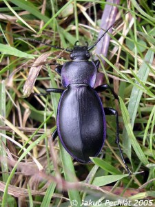 carabus_scheidleri.jpg