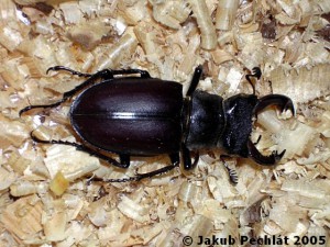 lucanus_cervus.jpg